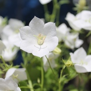 Glockenblumen Glockenblumen